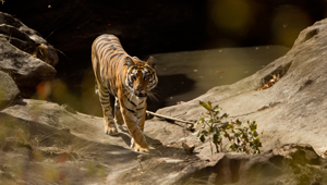 tiger